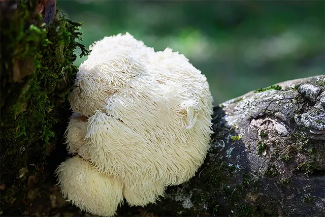 lions-mane-rohstoff-hericium-pilz